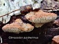 Climacodon pulcherimus-amf1481-2